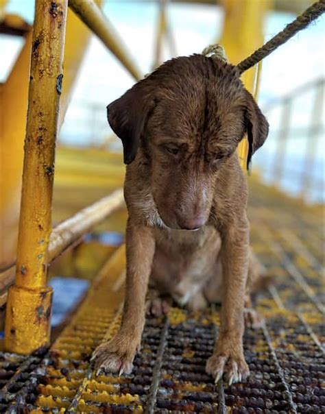 Dog Found Swimming 220 Kilometers Off Thailand Engoo 每日新聞