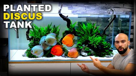 Aquascape Tutorial Huge Xl Discus Islands Fish Tank How To Planted