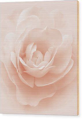 Soft Whispers Peach Rose Flower Photograph By Jennie Marie Schell
