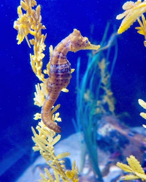 Seahorse Sea Life Pictures