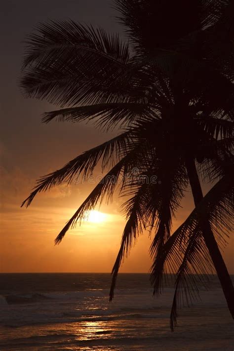 Tropical Sunset With Palms Stock Photo Image Of Eventide 11209472
