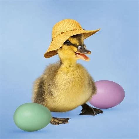 Mallard Duck Duckling Wearing Easyer Bonnet Hat 13437797 Poster