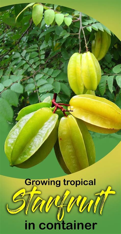Growing Tropical Starfruit Carambola In Containernature Bring