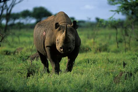 394 Rhinos Poached In South Africa Save The Rhino