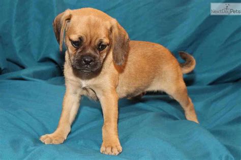 Franny Puggle Puppy For Sale Near Louisville Kentucky 16e6eafd 0f91