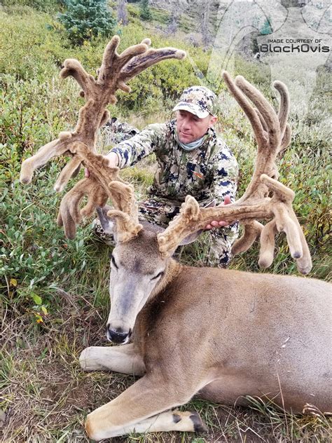 Pope And Young Crowns The World Record Mule Deer Rokslide