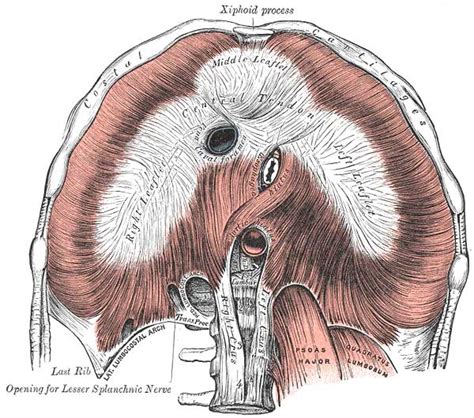 Respiratory System Diaphragm Embryology