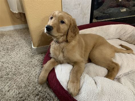 We build to suit, inc. Golden Retriever Puppies For Sale | Salem, OR #320054