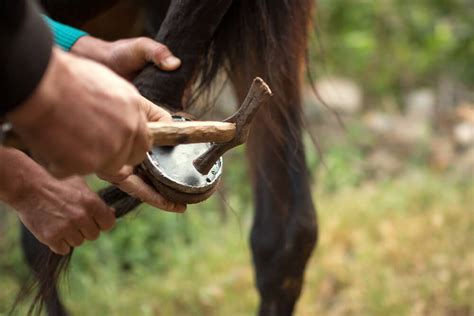 How To Farrier Your Own Horse And Should You Horses And Foals