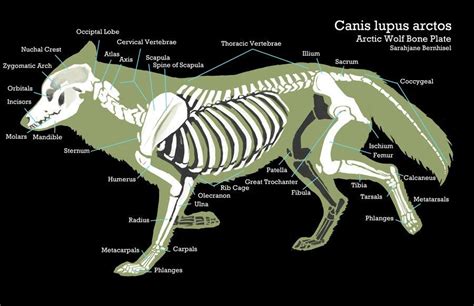 Wolf Muscle Anatomy Explore Organs And Anatomy Diagram
