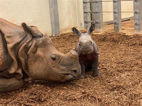 Okc Zoo Announces Birth Of Endangered Indian Rhino Calf Zooborns