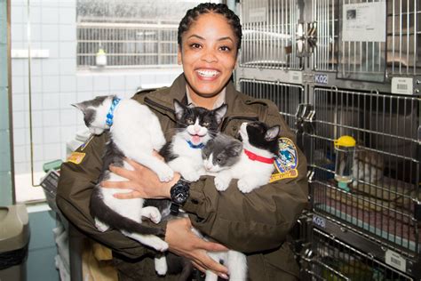 ‘kitten Season Begins At The Santa Monica Animal Shelter Santa