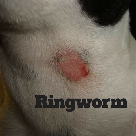 What Does Ringworm Look Like On Dogs Belly