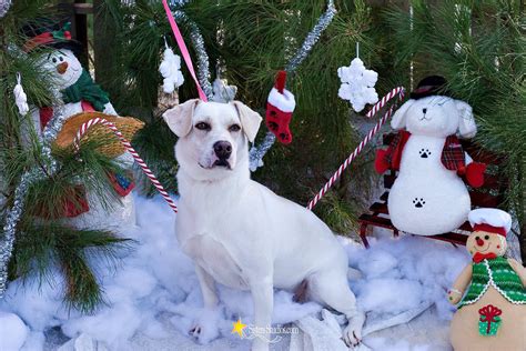 Welcome to baton rouge veterinary specialists. Dog for adoption - Princess, a Labrador Retriever & Basset ...