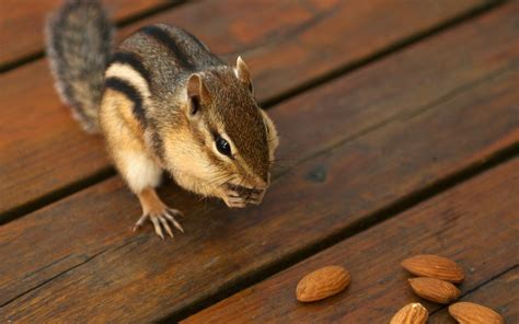 Greedy Chipmunk Eating Almond Chipmunk Pictures1 Preview