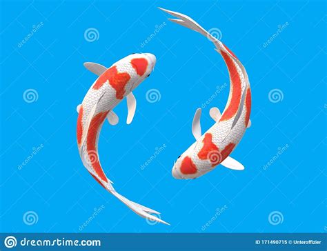 Top Down View Of A Pair Of White Koi Carp Fishes With Red Patches