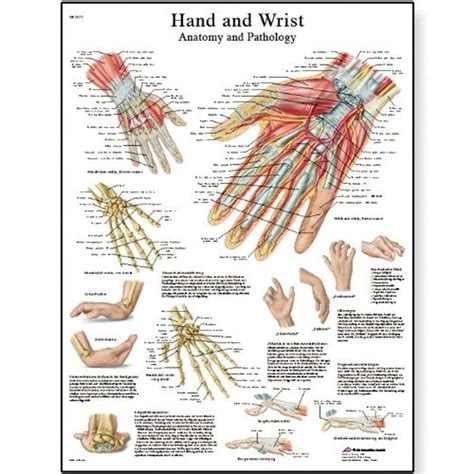 Hand And Wrist Chart Anatomy And Pathology Sem Traine