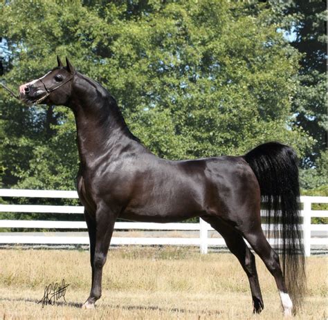 Arabian Horse Breeders Arabian Horse Exchange