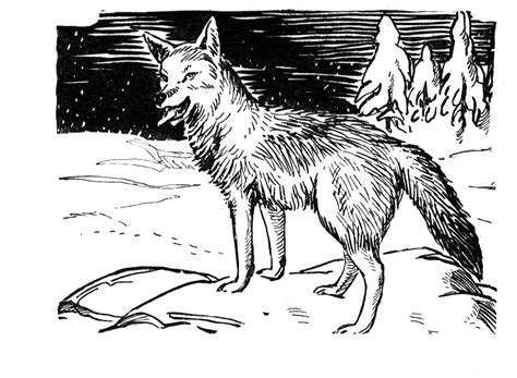 A coloring book (british english: Free Coyote Coloring Page