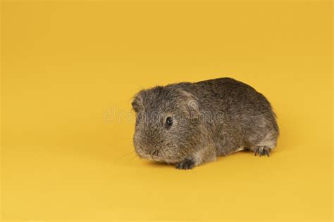 Little Grey Adult Guinea Pig In A Yellow Background Stock Photo Image