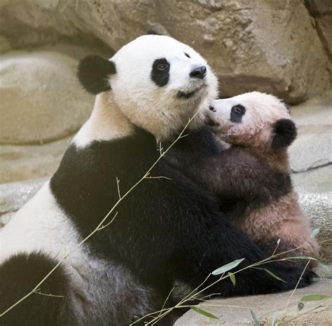 Hər zaman körpələrinizi düşünən panda baby kiçik hədiyyələrlə sizi sevindirməyə davam edir! France's first baby panda made his debut at the zoo ...