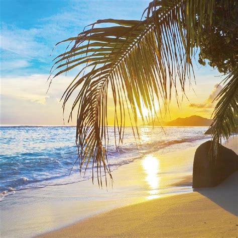Laeacco Tropical Sea Waves Beach Sand Palm Tree Sunset Cloud Photo