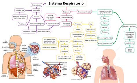 Mapa Conceptual De Anatomia Y Fisiologia Del Sistema Respiratorio