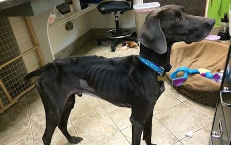 Starving Dog Who Survived By Eating Twigs And Rocks Gets His Happily