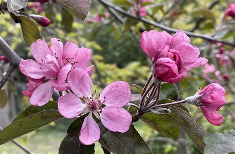 Malus X Moerlandsii Profusion This Profusion Crabapple I Flickr