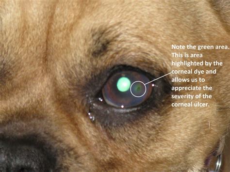 How To Treat Eye Ulcer In Dogs