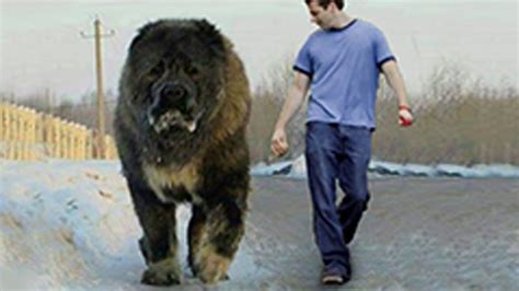 Biggest Dog Found On Earth Caucasian Shepherd Kangal Pitbull