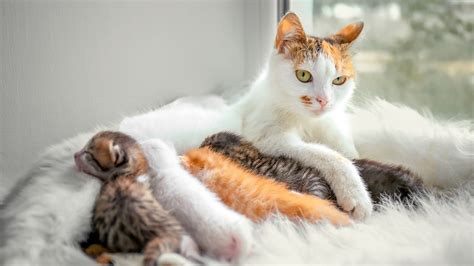 Helping Your Pregnant Cat Give Birth At Home Royal Canin Us