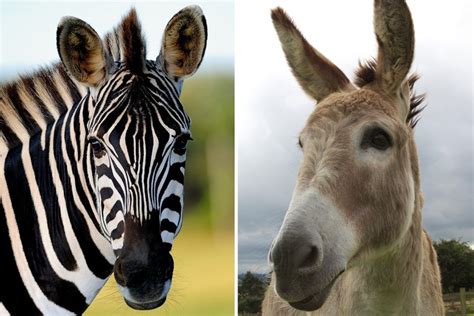 Zoo Paints Black Stripes Onto Donkeys To Make Them Look Like Zebras