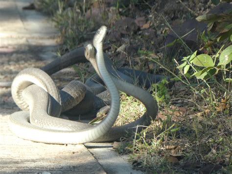 Watch Rival Black Mamba Snakes Fight It Out For A Female Of Course