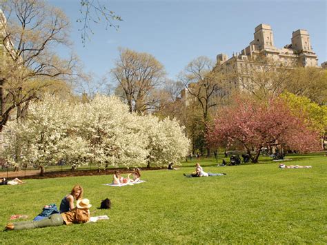 Best Picnic Spots In Central Park For A Picturesque Outdoor Meal