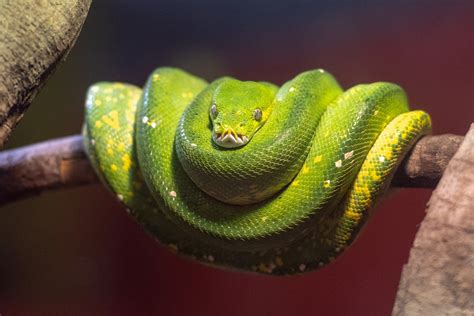 Green Tree Python - Free To Use Images