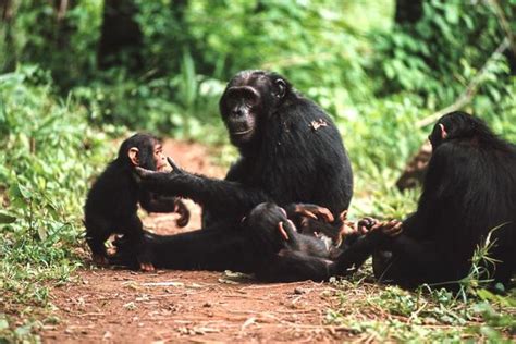 Mother Chimps Are More Social With Sons Than With Daughters Cbs News