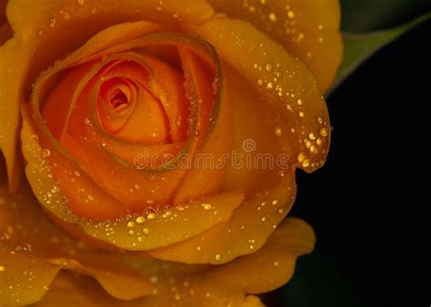 Yellow Rose With Rain Droplets Stock Photo Image Of Moist Yellow