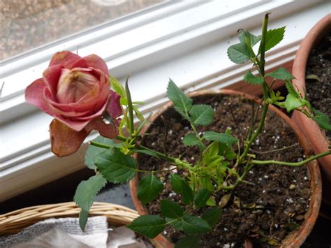 13 Tips To Grow Miniature Roses Inside — Gardening Charlotte