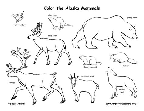 Many of these marine animals adhere to complex social systems and exhibit remarkable intelligence. Alaska Habitats, Mammals, Birds, Amphibians, Reptiles