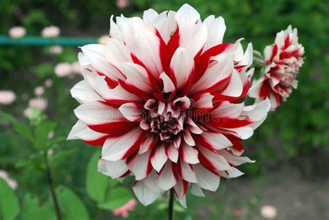Bright Red White Flower Dahlia Stock Image Image Of Detail Brightly