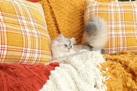 Cfa registered refers to breeders are registered. 2019 Sold Kittens from Doll Face Persian Kittens - 660-292 ...
