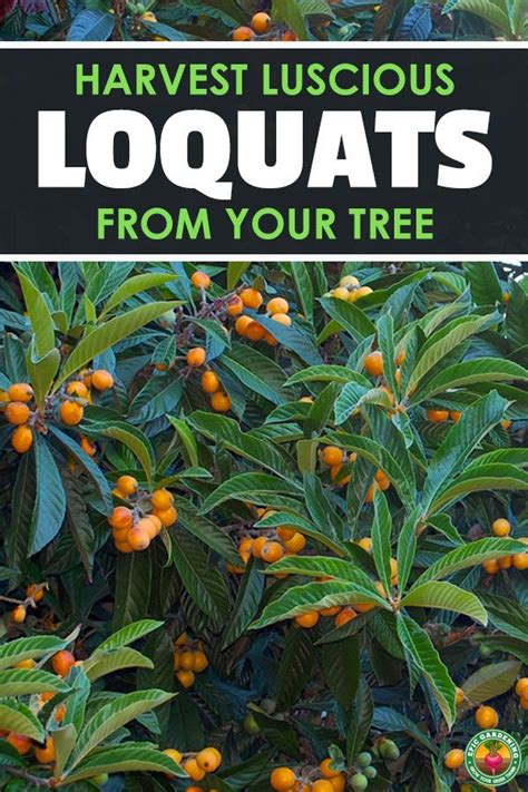 How To Grow A Loquat Tree For Big Harvests Epic Gardening Loquat