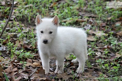 Timber Wolf Dog Hybrid Puppies Cuteanimals