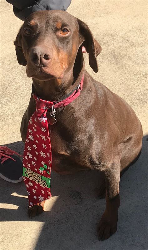 We are open every saturday and sunday from 12 to 5 p.m. Adapt Doberman Rescue - Houston Texas