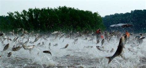 with fears of asian carp fading a sleek campaign to revive public concern the new york times
