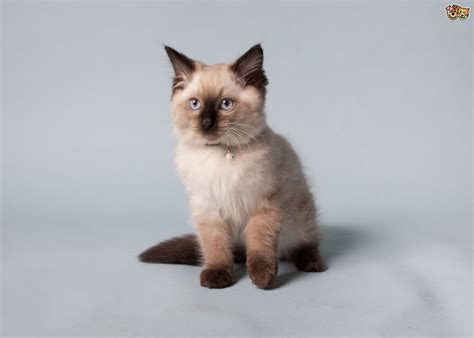 7 Gorgeous Breeds Of Colourpoint Cats Pets4homes