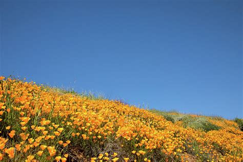 Hillside Full Of Wildflowers Superbloom Photograph By Cavan Images