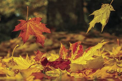 Skalicky The Science Behind Fall Foliage Christian County Headliner News