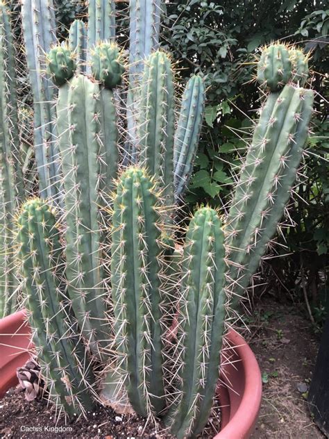 Peruvian Torch Cactus Seeds Trichocereus Peruvianus Cactus Kingdom